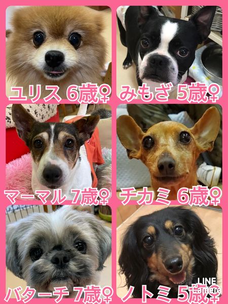 🐾今日の里親様募集中ワンコ🐶メンバーです🐾2022,5,7【保護犬カフェ天神橋店】